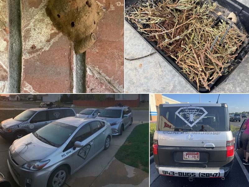 Brown Reclusinator Pest Control