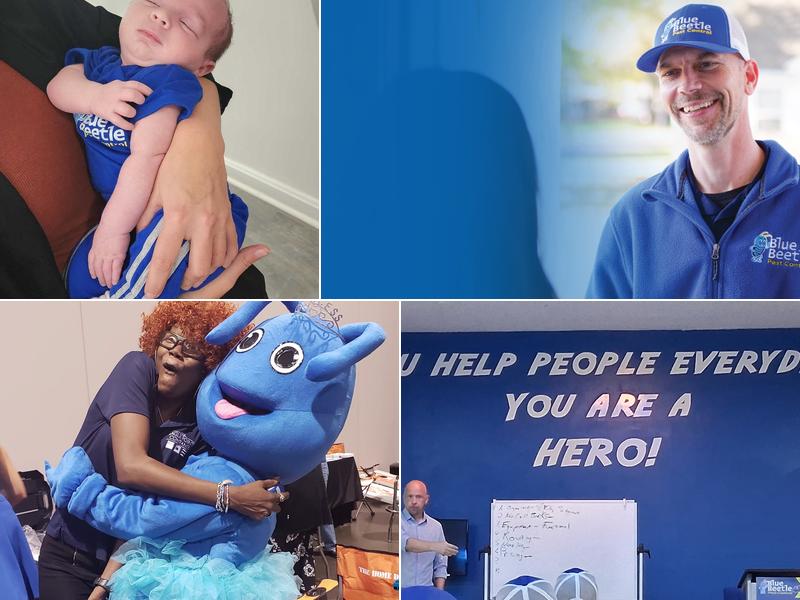 Blue Beetle Pest Control