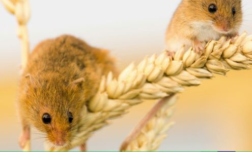 McGee Pest Control Inc