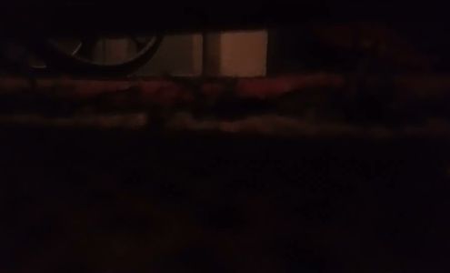 Ace Exterminating Co., Inc. 599 E 1st St, Russellville Kentucky 42276