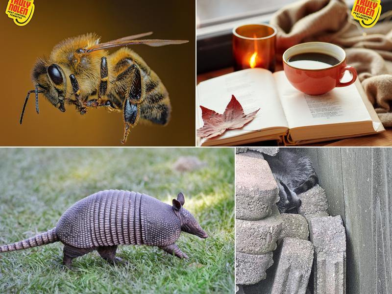 Critter Control of Lexington