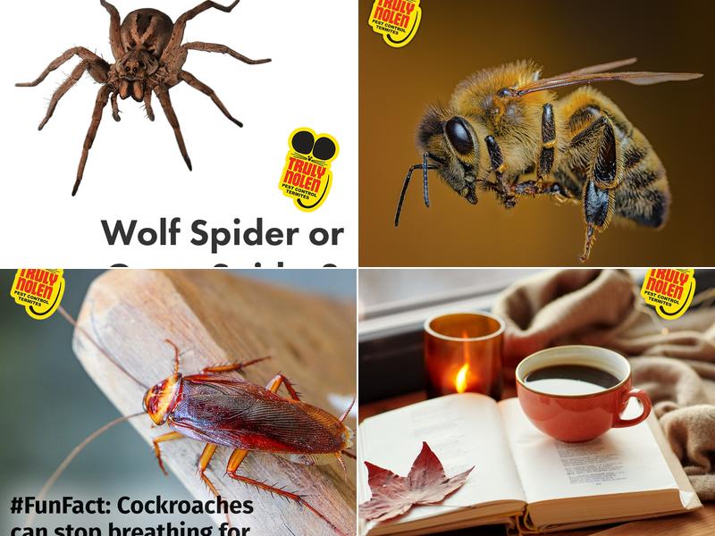 Truly Nolen Pest Control