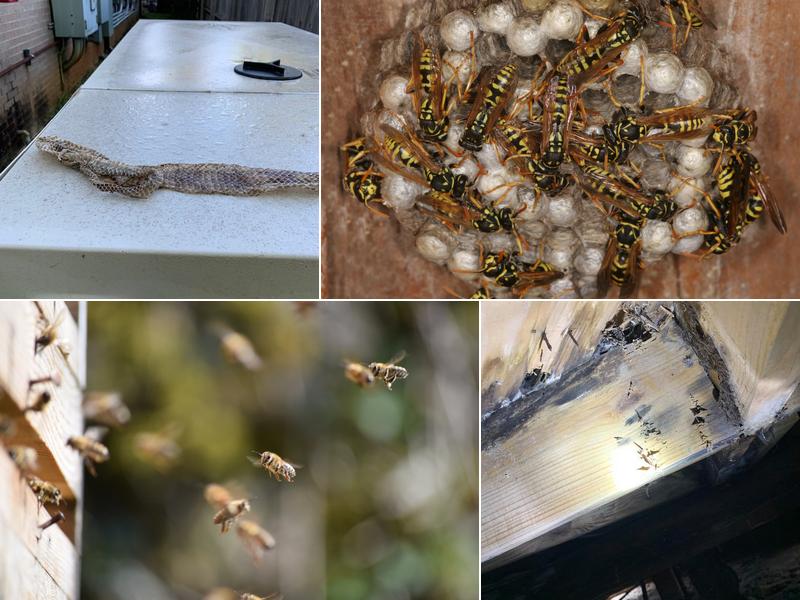 Carra's Pest & Termite Inc.