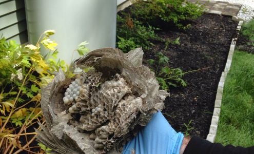 SWAT Team Pest Solutions