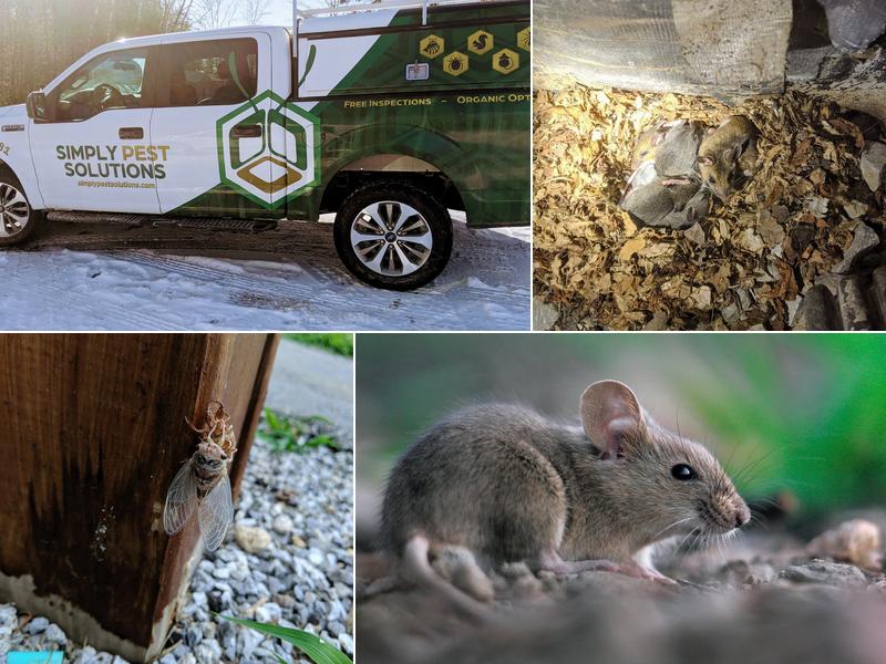 Simply Pest Solutions