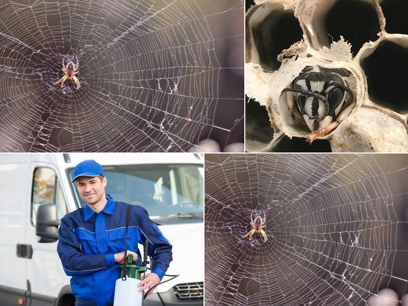 Kolley's Exterminating Company Inc.