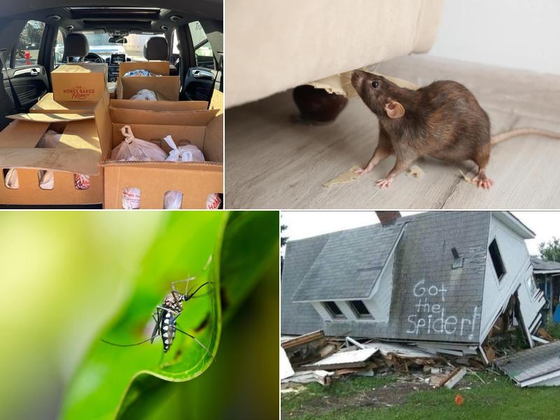 Alexandria Pest Services