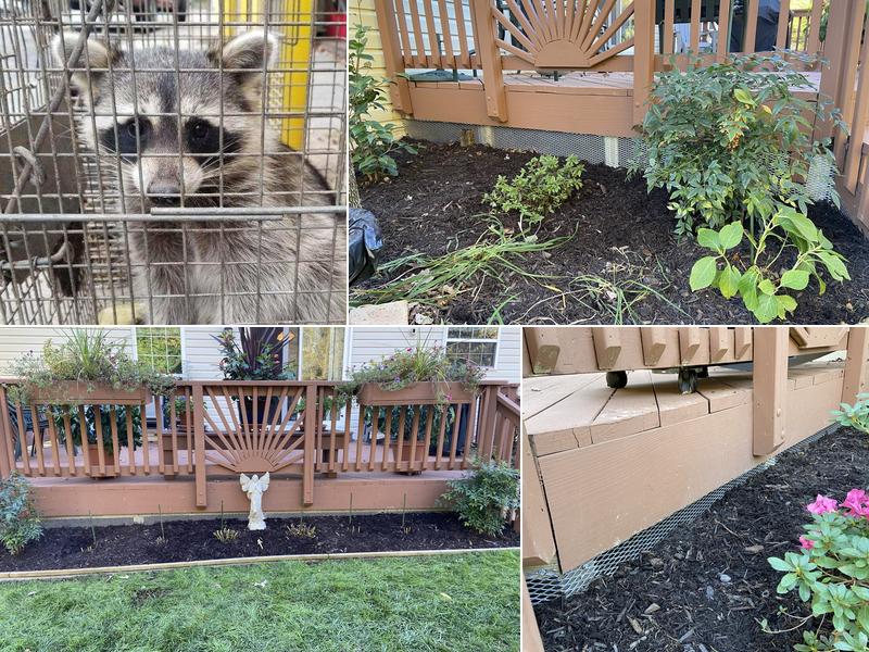 Adcocks Trapping Service