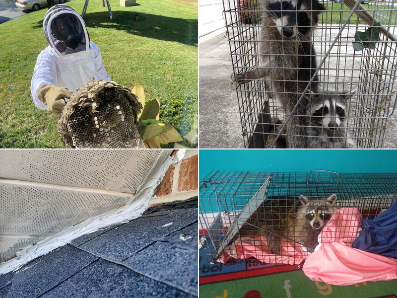 Alleviation Pest Control