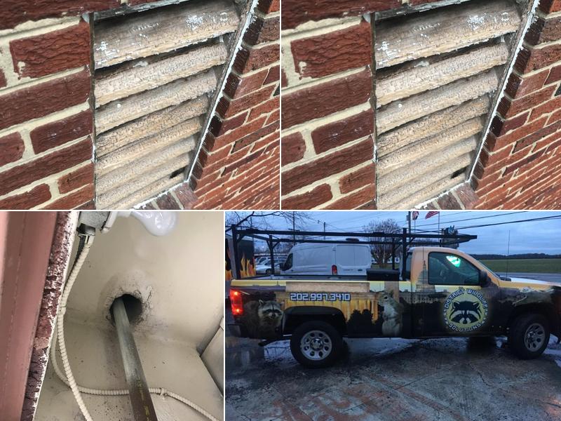 District Wildlife Solutions Humane Wildlife Removal