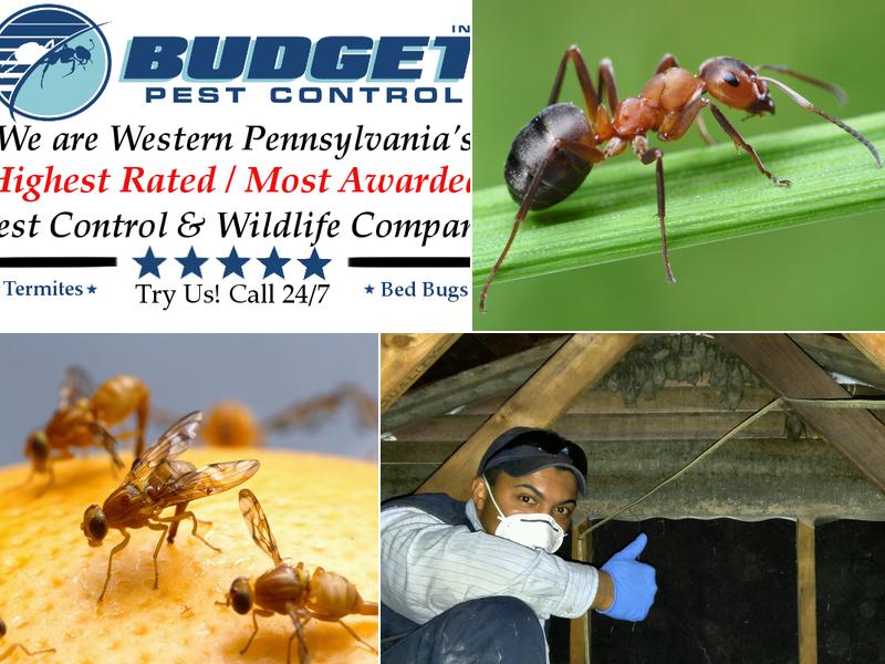 Budget Pest Control, Inc.