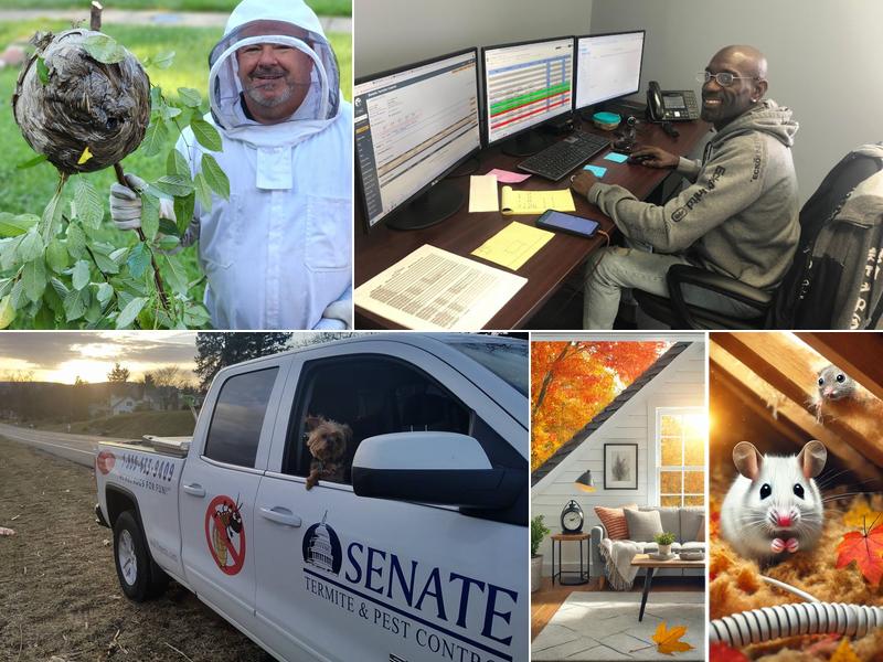 Senate Termite & Pest Control