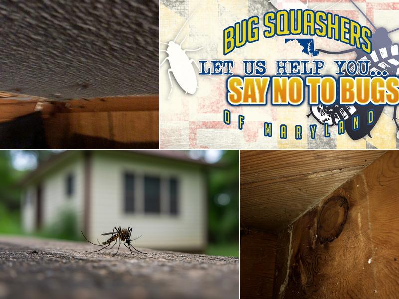 Bug Squashers Pest Control