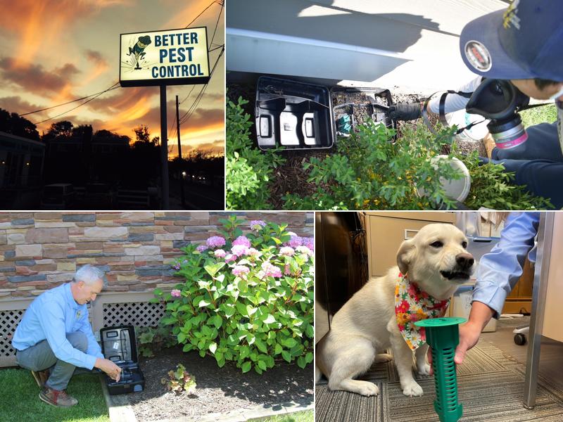 Better Termite & Pest Control