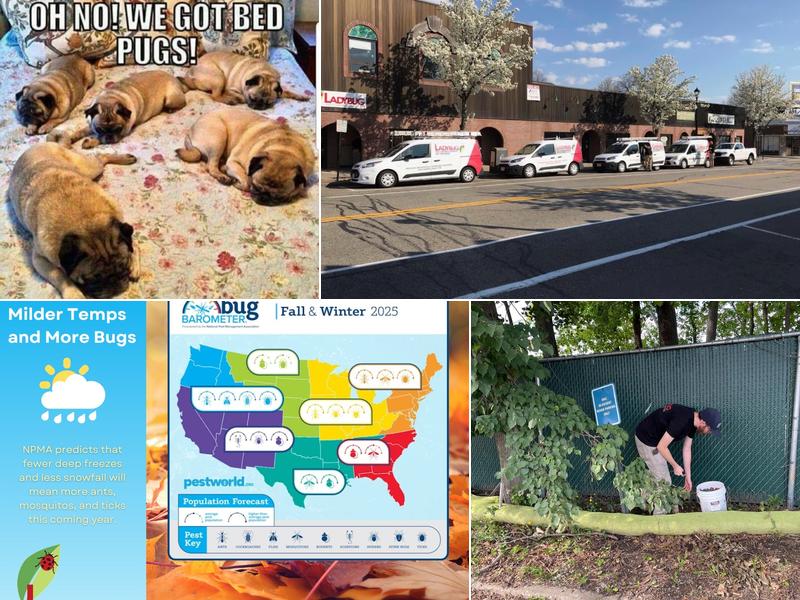 Ladybug Pest Control Services