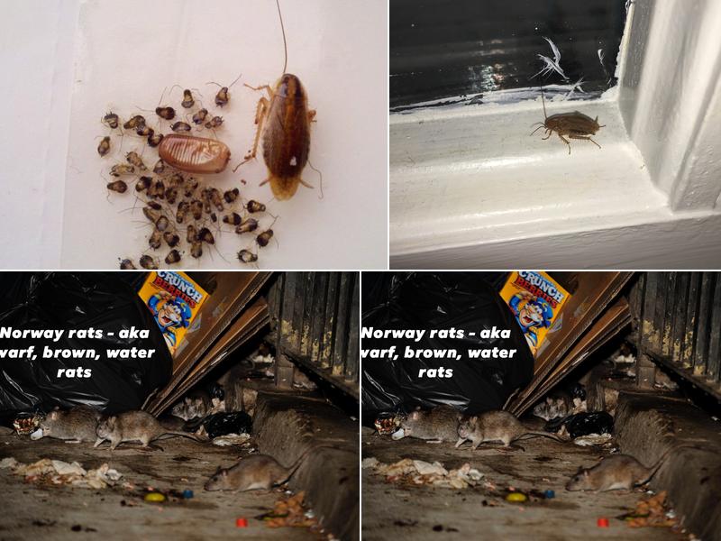 Bugzilla Eco Pest Control