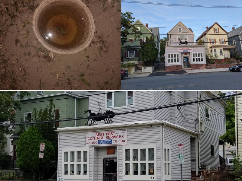 Best Pest Control Services