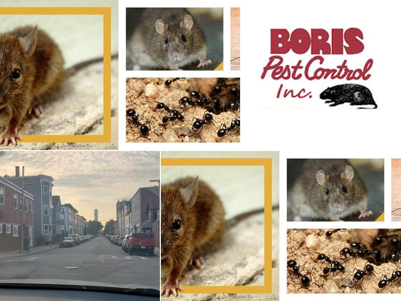 Boris Pest Control