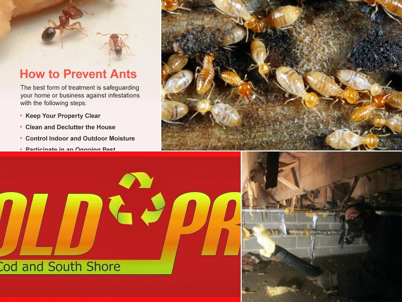 Cape Cod Pest Pros