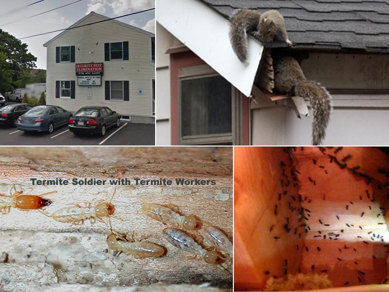 Security Pest Elimination