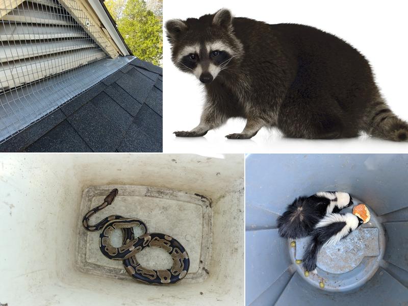 Nuisance Animal Removal