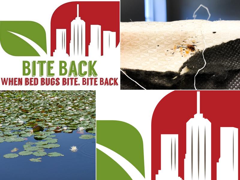 Bite Back Bed Bug Removal of Boston