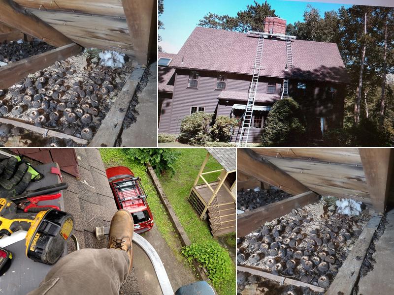 Olander's Wildlife Control