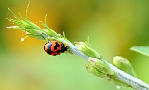 Hogarth's Pest Control, Wildlife & Animal Removal 10283 Elk Lake Rd, Williamsburg Michigan 49690