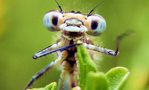 Elite Pest Management