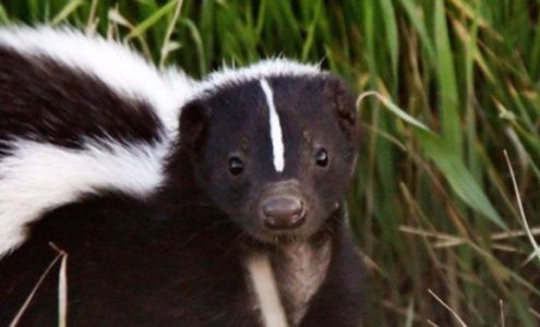 Northeast Wildlife Removal LLC N10320 Thompson Ln, Wausaukee Wisconsin 54177