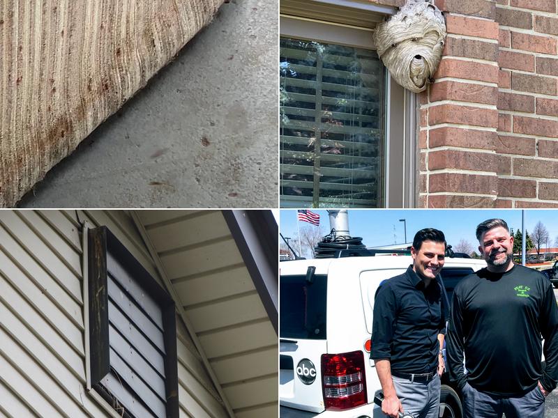 Pest EZ: Exterminator, Pest control service