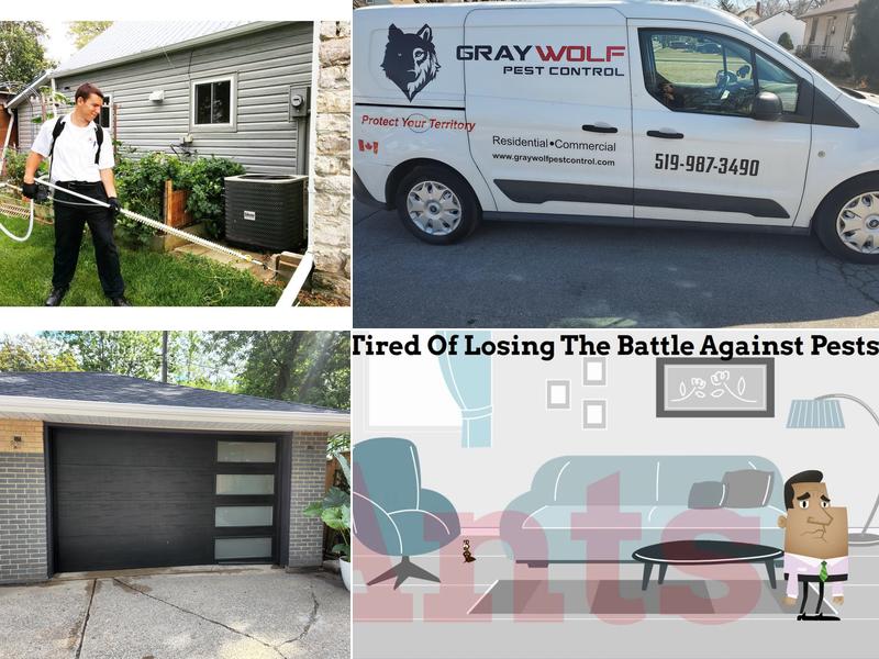 Gray Wolf Pest Control