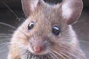 Bright Pest Solutions LLC