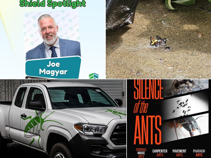 EcoShield Pest Solutions