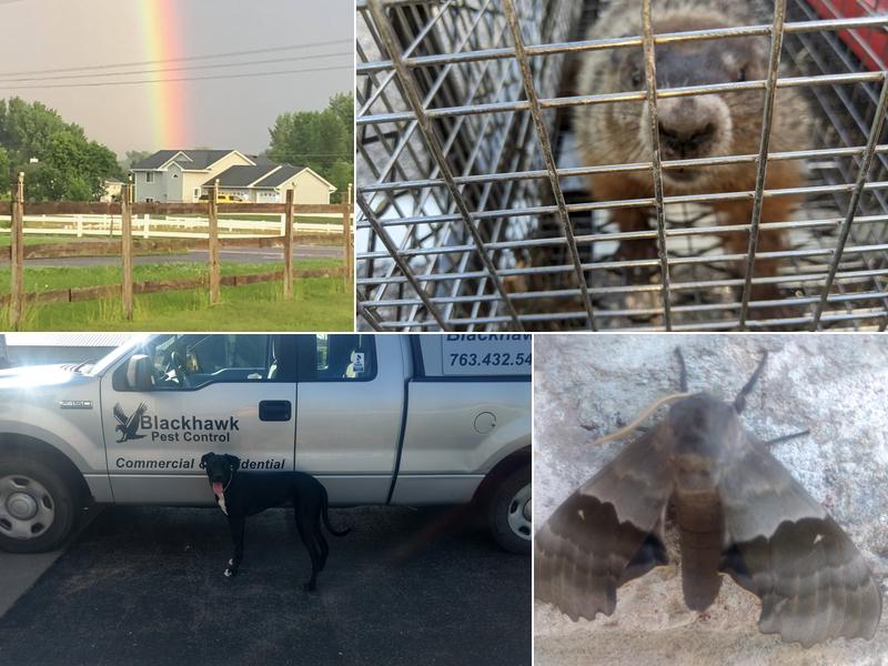 Blackhawk Pest Control, Llc