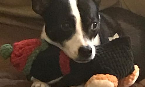 Mosquito Squad of Greater Collierville 436 E South St, Collierville Tennessee 38017