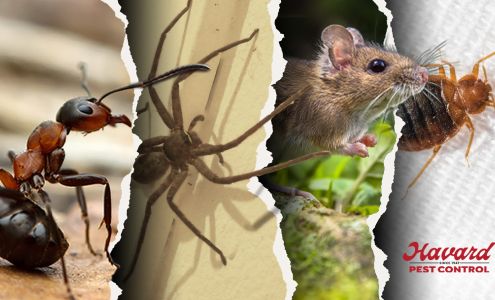 Havard Pest Control 712 W Frontage Dr, Wiggins Mississippi 39577