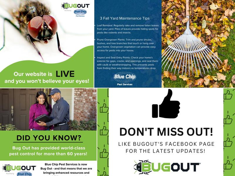 Blue Chip Pest Services