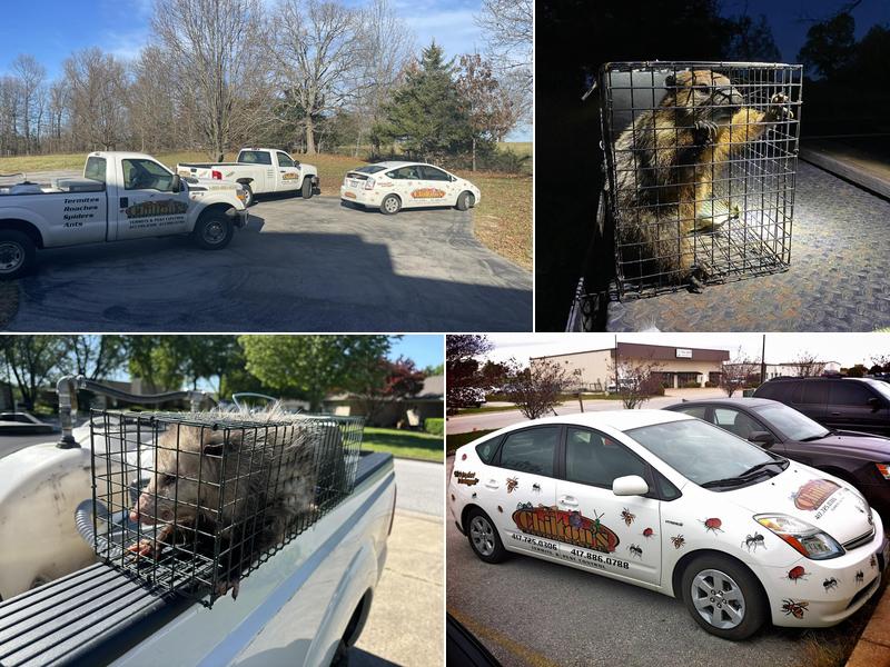 Chilton's Environmental Termite & Pest Control