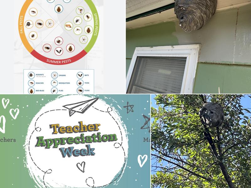 Beeman Pest Solutions