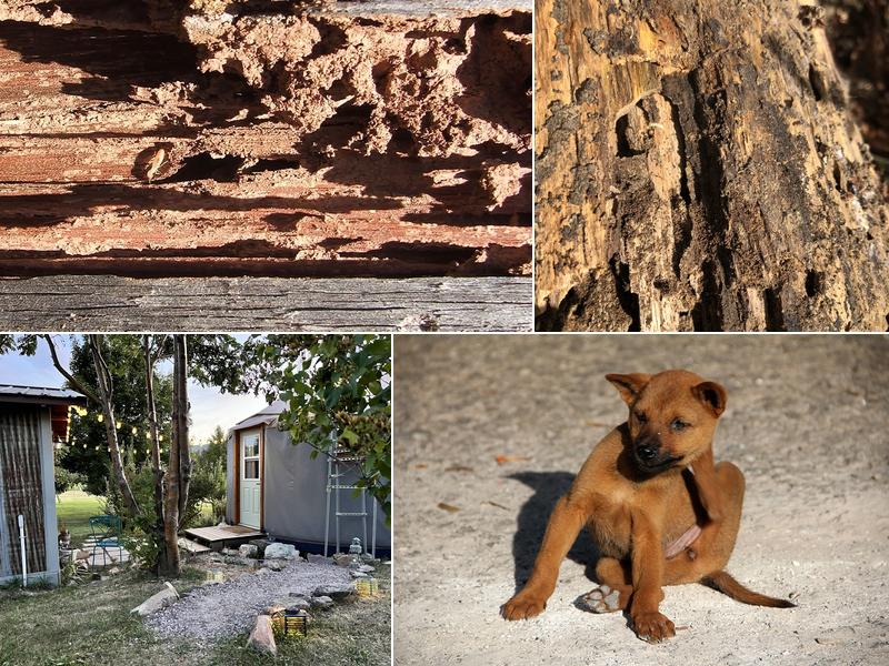 Best Pest Control Billings