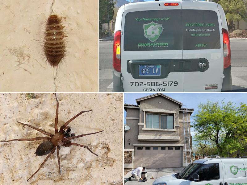 Guaranteed Pest Solutions