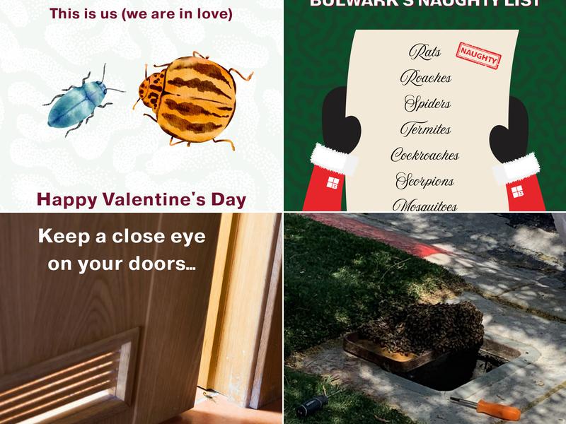 Bulwark Exterminating in North Las Vegas