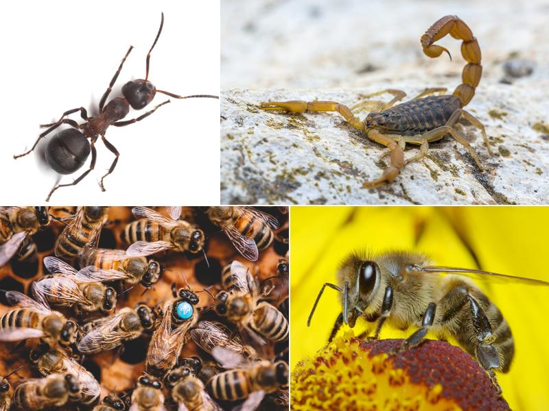 Accurate Pest Control