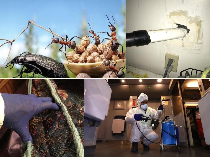 Sharp Pest Control