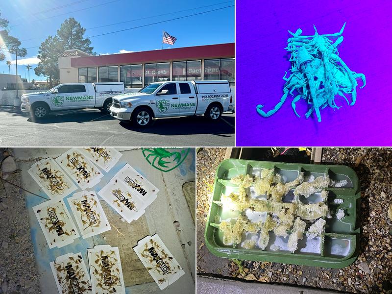 NEWMANS PEST CONTROL