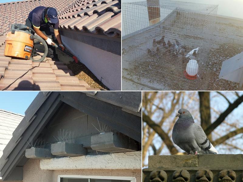 A Better Day Pigeon Control