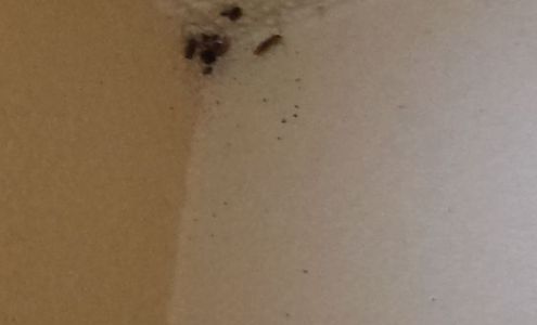 Provisions Pest Control