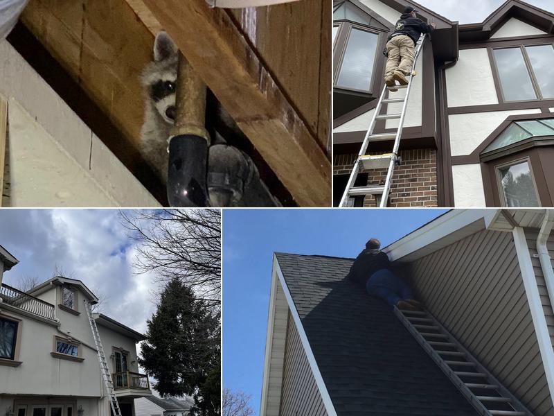 Reliable Pest and animal llc