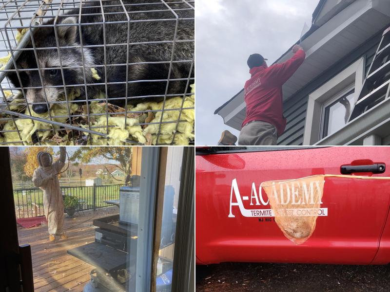 A-Academy Termite & Pest